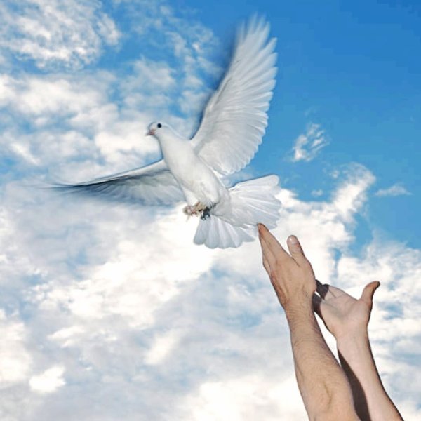 Птица улетает с руки