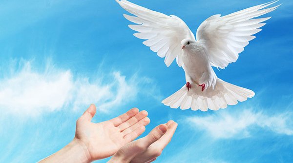Руки выпускают птицу