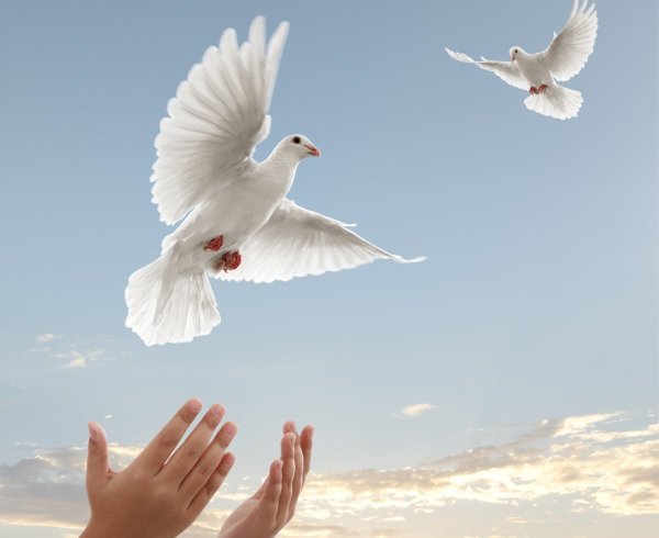 Голубь в руках