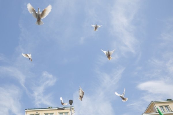 Голуби взлетают в небо