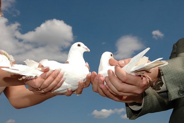 Молодожены с голубями