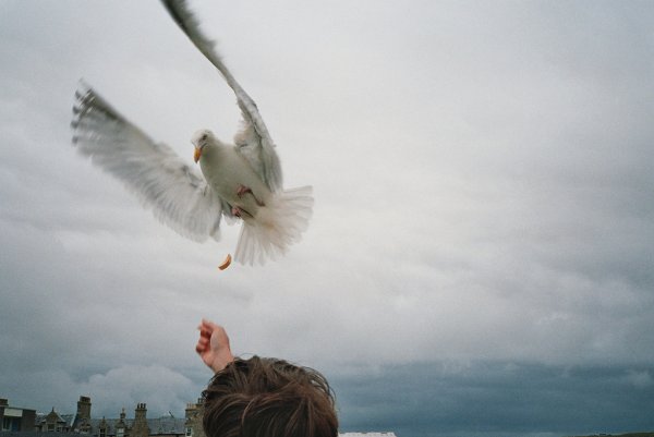 Девушка с голубем