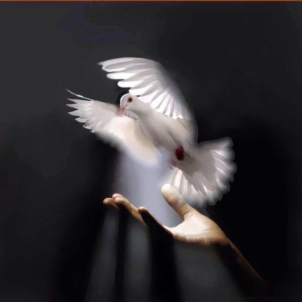 Улетающий голубь в небо