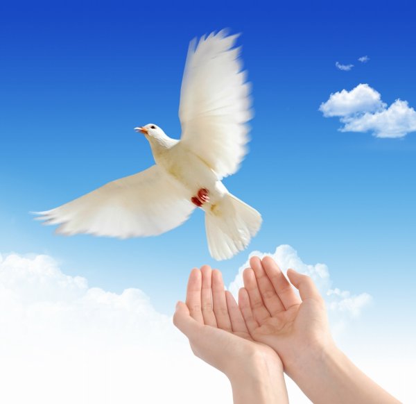 Голубь в руках