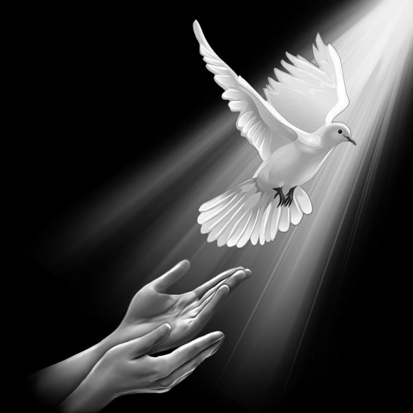 Голуби на выпускной