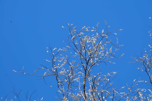 Небо весной