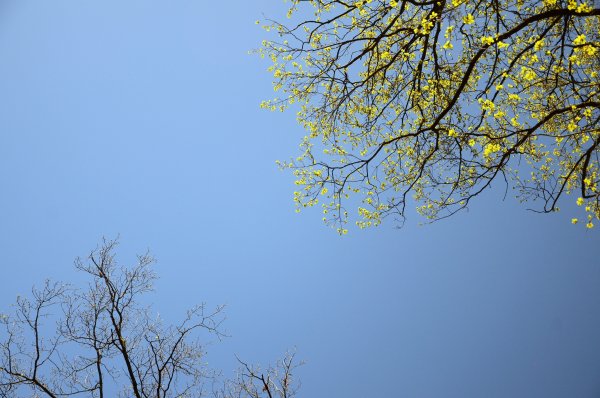 Весеннее небо