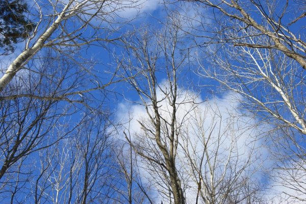 Небо весной