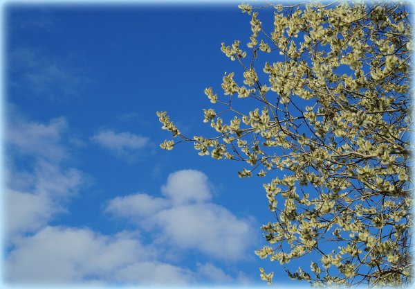 Солнечная Весна