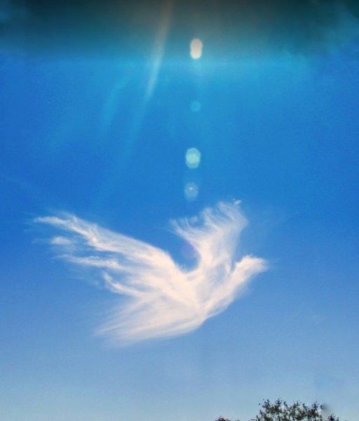 Белый ангел мужчина