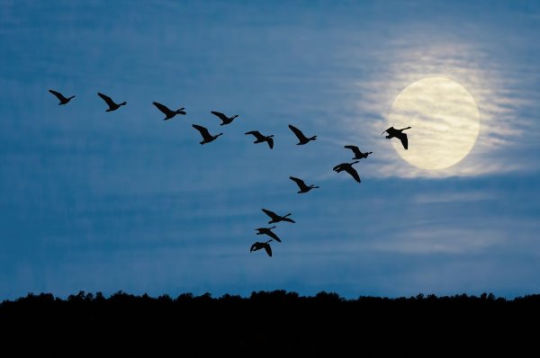 Перелетные птицы Клин косяк