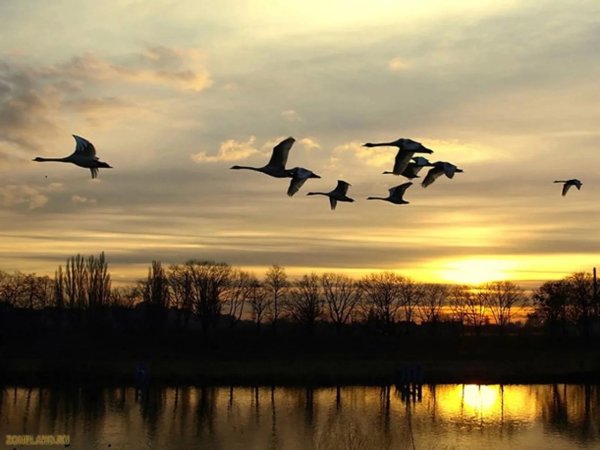 Перелетные птицы улетают на Юг