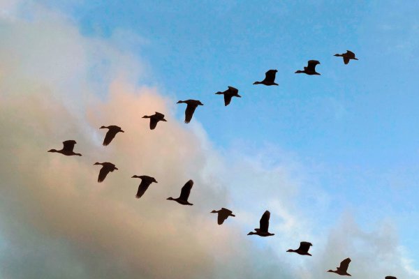 Перелётные птицы журавлиный Клин