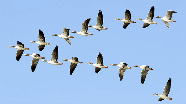Перелётные птицы журавлиный Клин