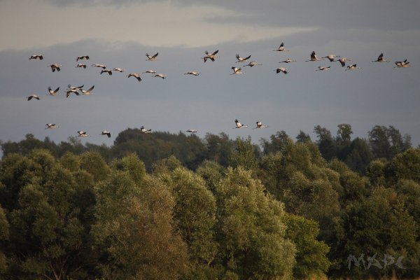 Журавлиный Клин в небе