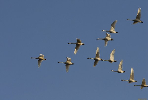 Клин журавлей