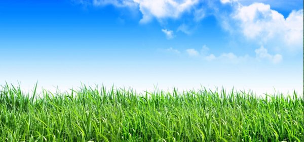 Картинка небо и трава