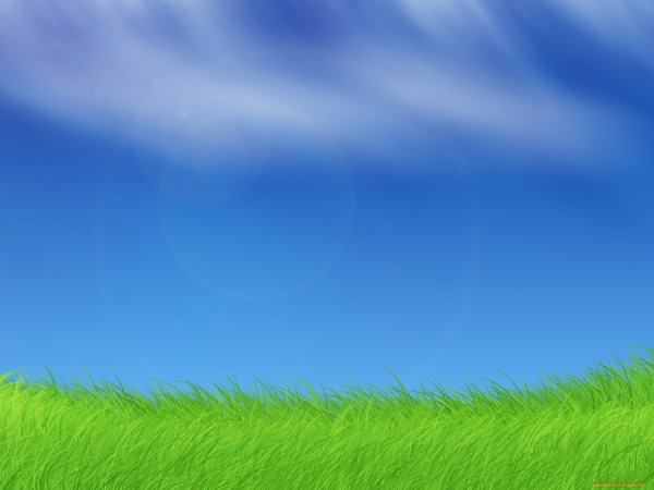 Зеленое поле