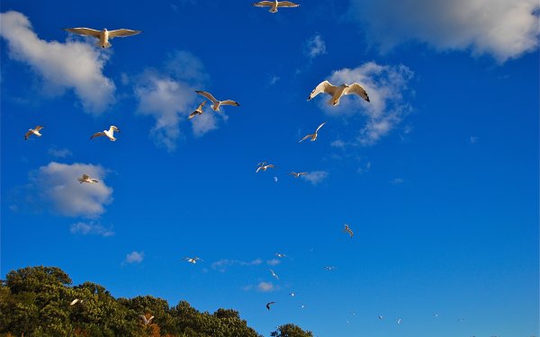 Полет в небе