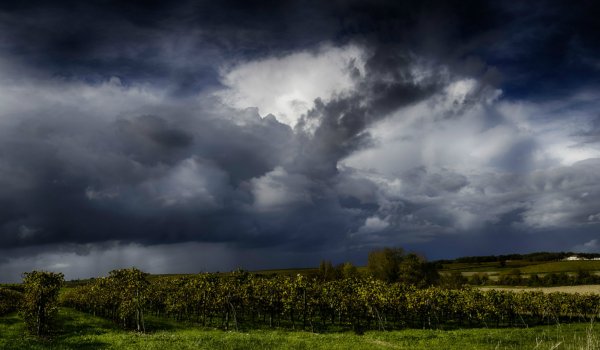 Грозовые тучи над лесом