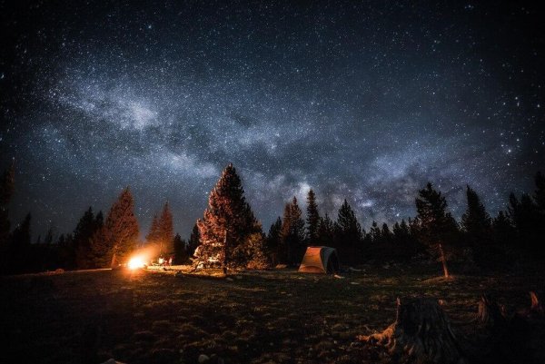 Ночное небо в лесу