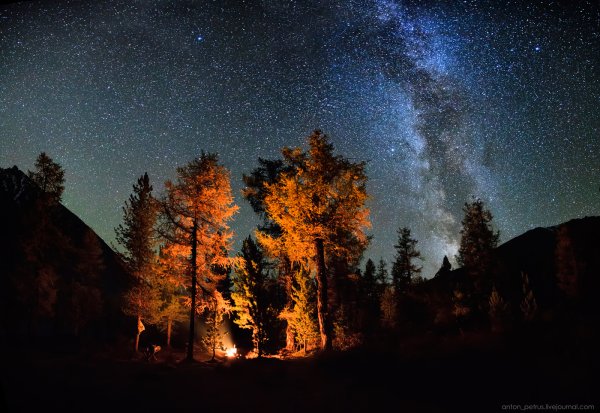 Звездное небо в лесу