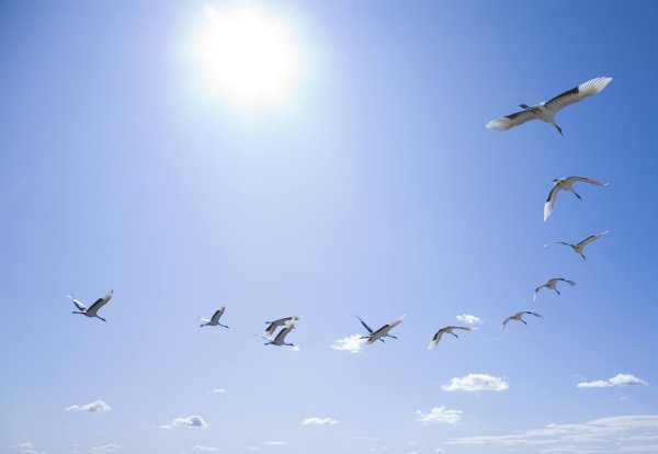 Журавль в небе