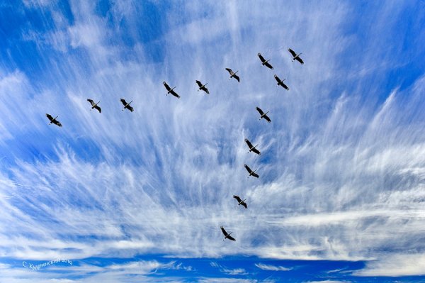 Голубое небо с журавлями