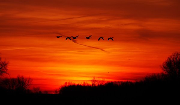 Журавль в небе