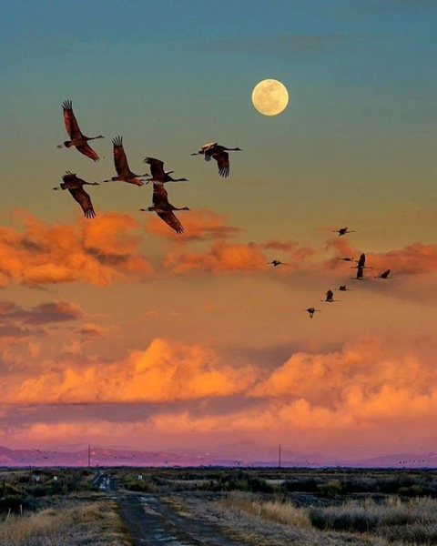 Журавль в небе