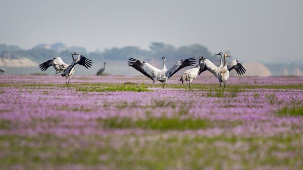 Журавлиный крик