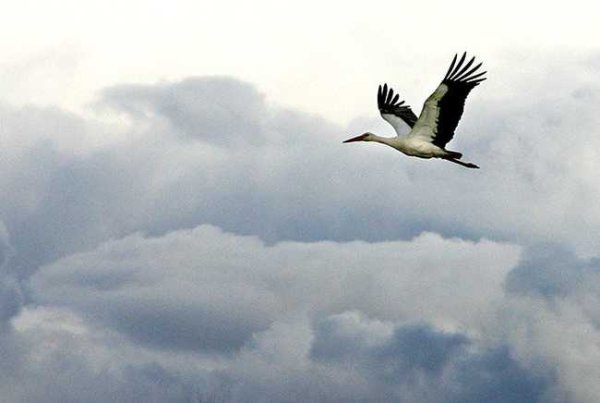 Журавлиный лет