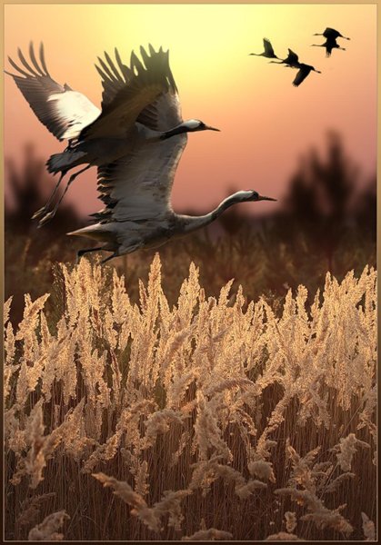 Клин журавлей в небе