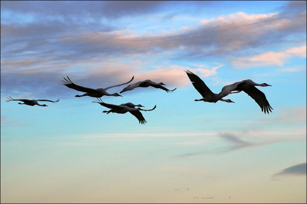 Клин усталых журавлей