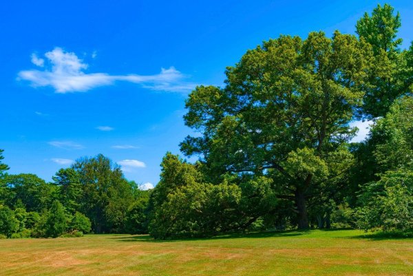 Небо и деревья