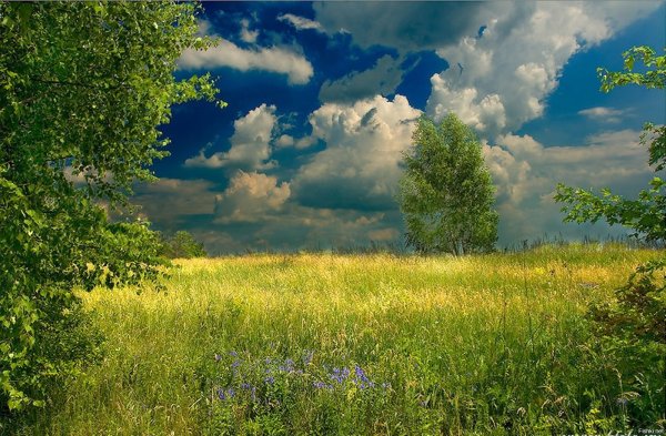 Родные леса и поля