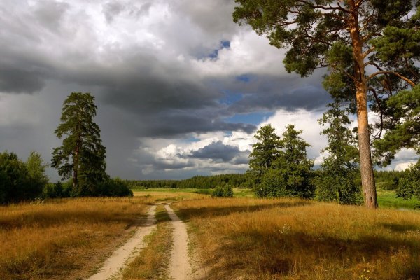 Российские просторы березы Есенин