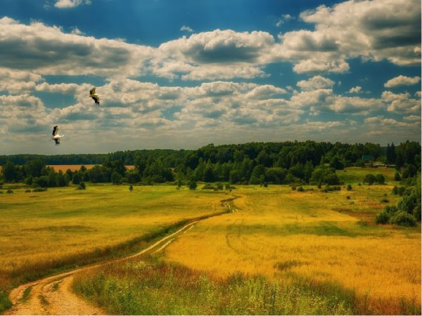 Поля Смоленщины