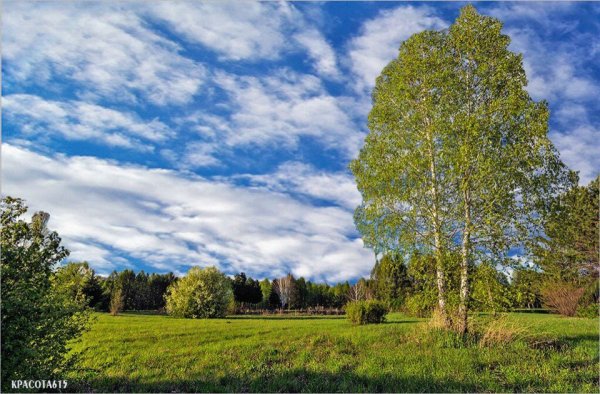 Россия Русь Березки тополя