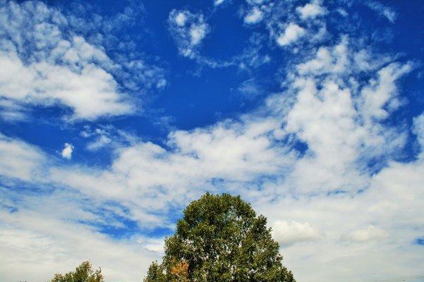 Дерево на фоне неба