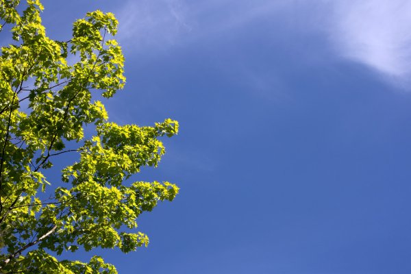 Дерево в облаках