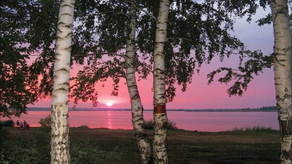 Рассвет березы