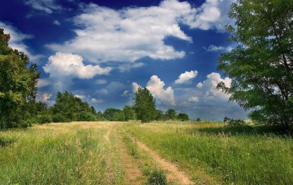 Рассвет в березовой роще