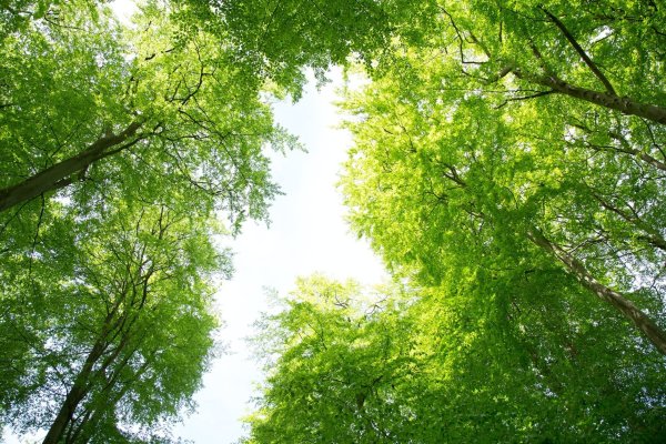 Крона дерева снизу