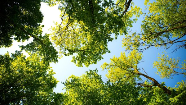 Лес вид снизу на небо