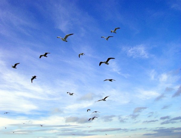 Птицы на фоне неба