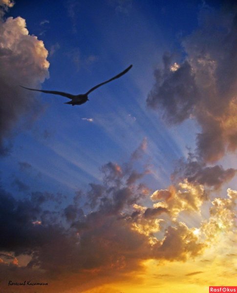 Птицы в небе