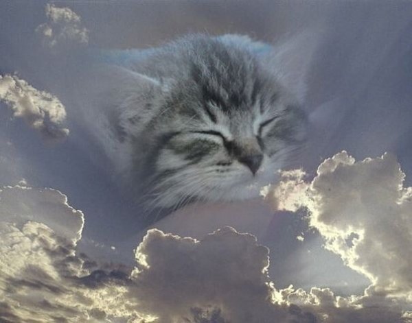 Кот с радугой