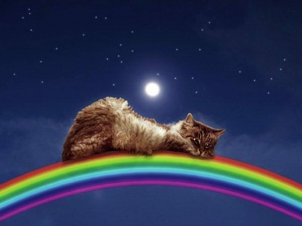 Аннет Логинова ангел. Кот