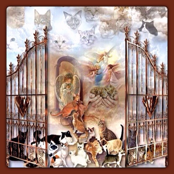 Небесный кот